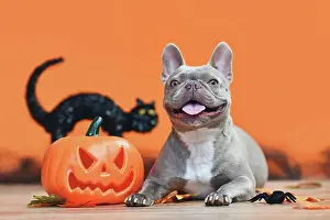 Scary: Happy Halloween French Bulldog dog with carved p