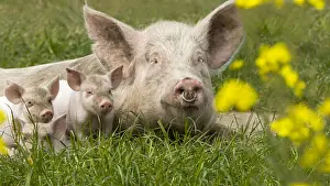Luck: Happy pigs