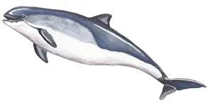 Porpoise: Harbor Porpoise