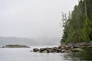 Tofino: Harbor Seal