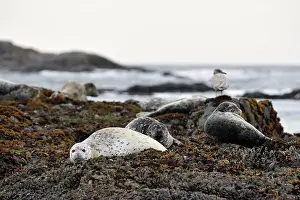 Kelp: Harbor Seal