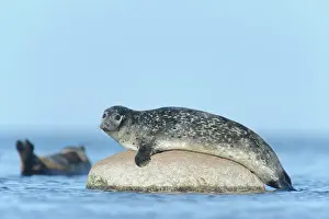 Ottenby: Harbor Seal