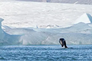 J Kulsrln: Harbor Seal