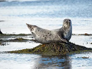 Zwick: Harbor Seal near Djupavik in Iceland. The Westfjords