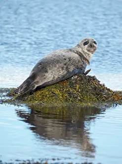 Zwick: Harbor Seal near Djupavik in Iceland. The Westfjords