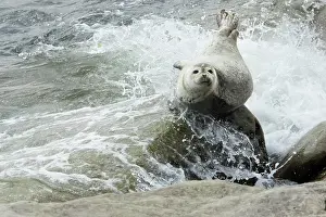 Forillon: Harbor seal (Phoca vitulina), Forillon National