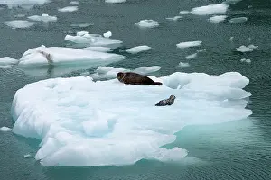 Docks: harbor seal Phoca vitulina mother with pup on iceberg LeCont