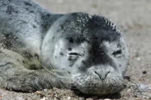 Abandoned: Harbor seal (Phoca vitulina), portrait of a howler