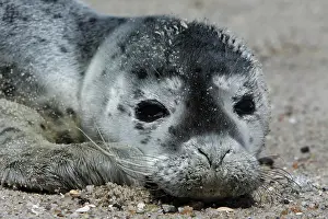 Abandoned: Harbor seal (Phoca vitulina), portrait of a howler