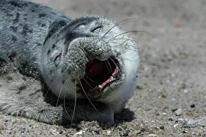 Abandoned: Harbor seal (Phoca vitulina), portrait of a howler