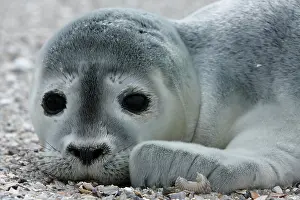 Abandoned: Harbor seal (Phoca vitulina), portrait of a howler