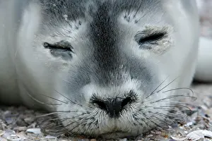 Abandoned: Harbor seal (Phoca vitulina), portrait of a howler