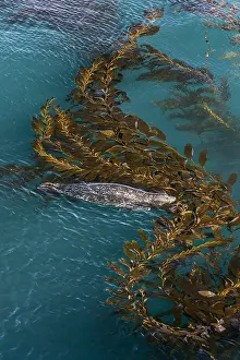 Kelp: Harbor seal (Phoca vitulina) resting on giant kelp