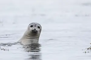 Bathe: Harbor seal (Phoca vitulina) in the sea, Iceland