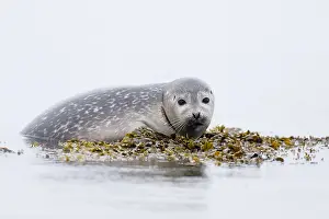 Alga: Harbor seal (Phoca vitulina) in the sea, Iceland