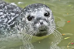 Vitulina: Harbor seal (Phoca vitulina), swimming in water