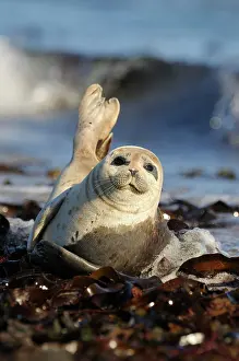 Dwellers: Harbor Seal (Phoca vitulina), young resting on washed