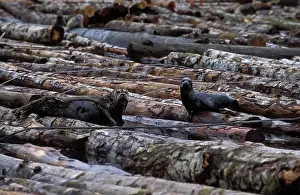 Encroachment: Harbor Seals on logs
