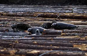 Encroachment: Harbor Seals on logs