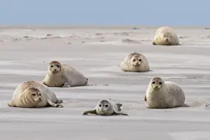 Tideland: Harbor seals (Phoca vitulina) on a sandbank, Wadden