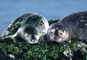 Contentment: HARBOUR / COMMON SEALS
