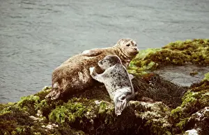 Nursing: Harbour / Common Seals - adult and baby on rocks