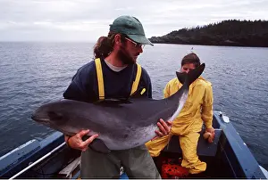 Rescues: HARBOUR PORPOISE