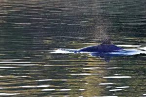 Porpoise: Harbour Porpoise - with fin just above water