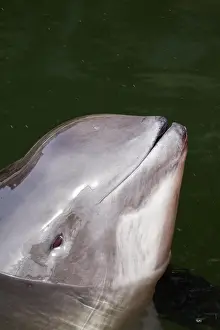 Harbour: Harbour porpoise (Phocoena phocoena) surfacing to breathe