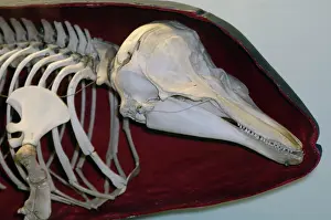 Porpoise: Harbour Porpoise - Skeleton inside shape of skin