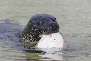 Flatfish: Harbour Seal - adult seal with flatfish - Seal