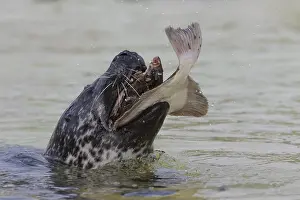 Flatfish: Harbour Seal - adult seal with flatfish - Seal