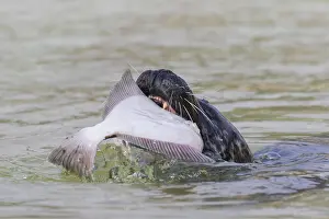 Flatfish: Harbour Seal - adult seal with flatfish - Seal