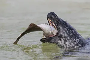 Flatfish: Harbour Seal - adult seal with flatfish - Seal