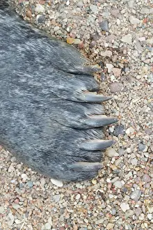 Harbour: Harbour Seal flipper