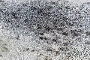 Harbour: Harbour Seal fur