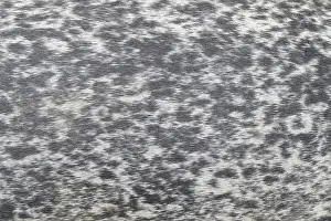 Harbour: Harbour Seal fur