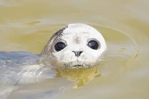 Vitulina: Harbour Seal - juvenile seal swimming in the North