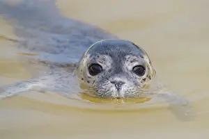 Vitulina: Harbour Seal - juvenile seal swimming in the North