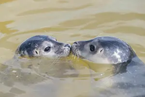 Vitulina: Harbour Seal - juvenile seals swimming in the North