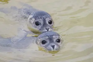 Vitulina: Harbour Seal - juvenile seals swimming in the North