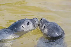 Vitulina: Harbour Seal - juvenile seals swimming in the North