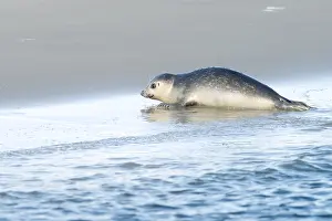 Crawling: Harbour Seal (Phoca vitulina) crawling up on a
