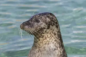 311218: Harbour Seal - portrait - Germany