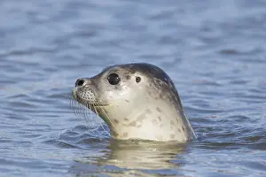 311218: Harbour Seal - portrait - Germany