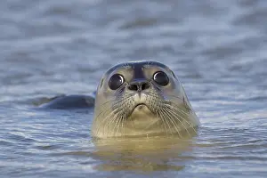 311218: Harbour Seal - portrait - Germany