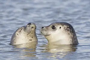311218: Harbour Seal - portrait of swimming seals - Germany