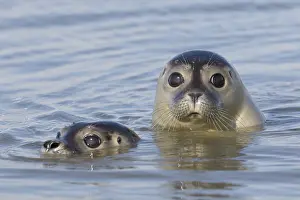 311218: Harbour Seal - portrait of swimming seals - Germany