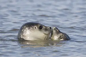 311218: Harbour Seal - portrait of swimming seals - Germany