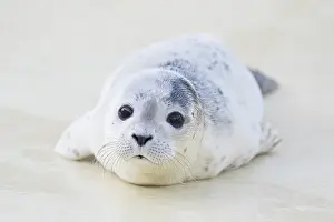 Harbour: Harbour Seal pup